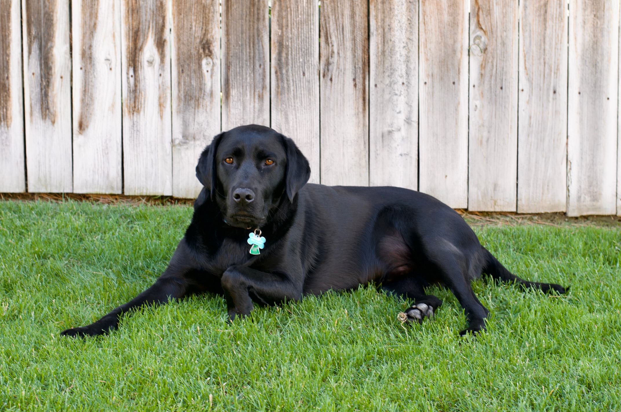 black Labrador retriever