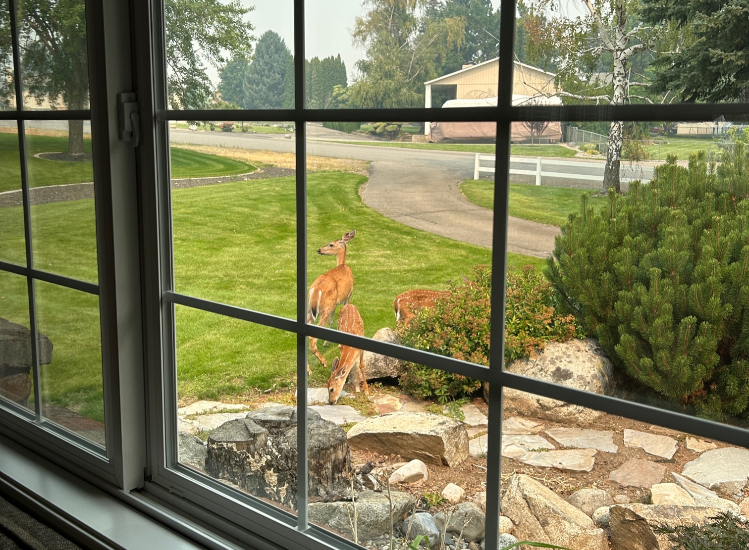 deer in the front yard